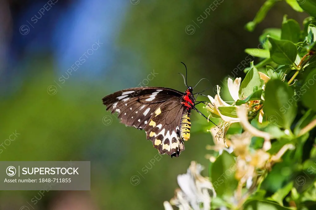Cairns Birdwing (Ornithoptera priamus), female butterfly on a flower, Atherton Tablelands, Queensland, Australia