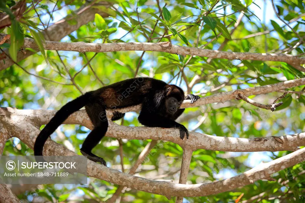 Black howler (Alouatta caraya), adult, tree, Roatan, Honduras, Central America, Latin America