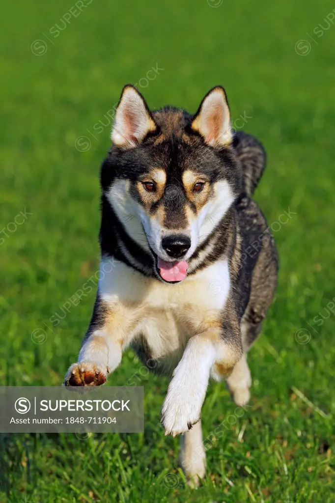 Running young Siberian Husky dog (Canis lupus familiaris) male, portrait, domestic dog