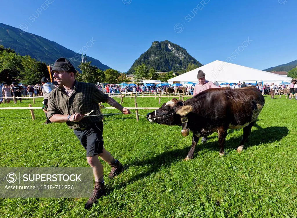 Cow is being taken to the market after arriving at the village, ceremonial driving down of cattle from the mountain pastures, Pfronten, Ostallgaeu dis...