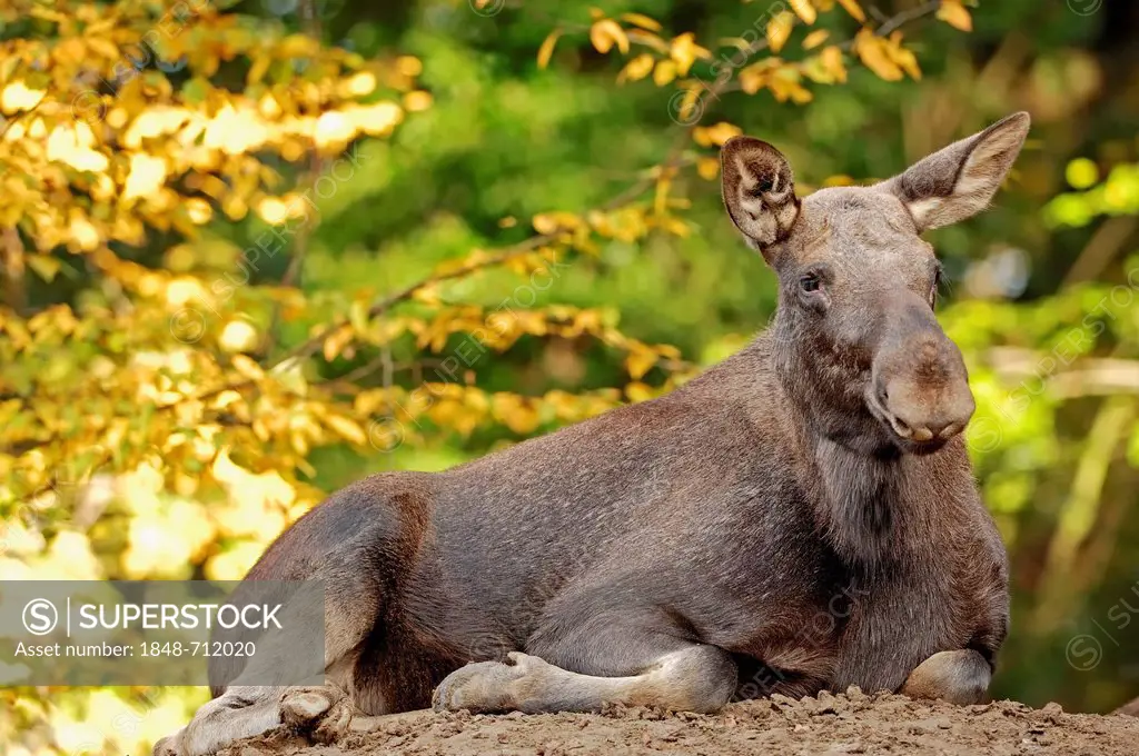 Eurasian Elk (Alces alces alces), cow in autumn, in captivity, North Rhine-Westphalia, Germany, Europe