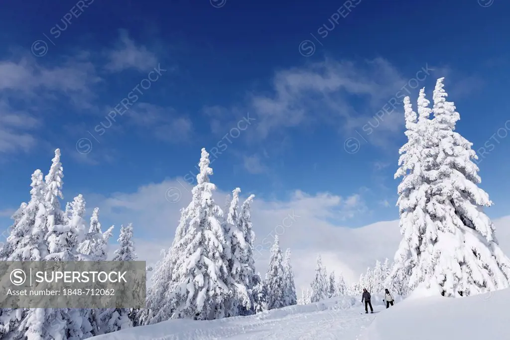 Snow covered spruce trees, Gasslhoehe, Reiteralm skiing area, Pichl-Preunegg near Schladming, Styria, Austria, Europe