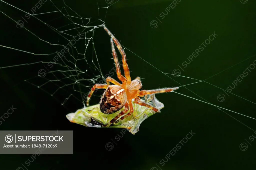 European Garden Spider, Diadem Spider or Cross Orbweaver (Araneus diadematus) in a web with prey, North Rhine-Westphalia, Germany, Europe