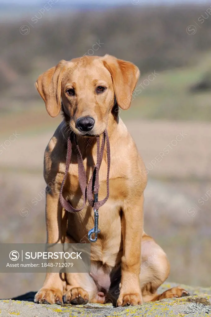 Labrador Retriever, young bitch, yellow coloured, sitting and holding its leash in its mouth