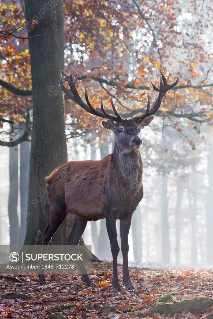 Red deer (Cervus elaphus), Vulkaneifel district, Rhineland-Palatinate, Germany, Europe