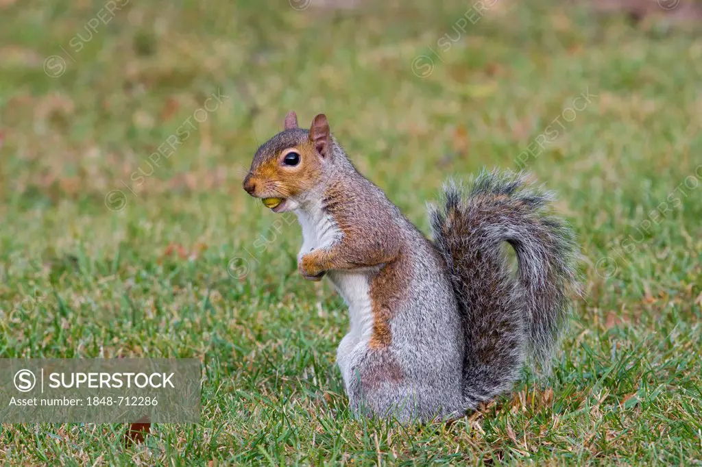Gray squirrel (Sciurus carolinensis), in grass, standing alert, south east England, United Kingdom, Europe