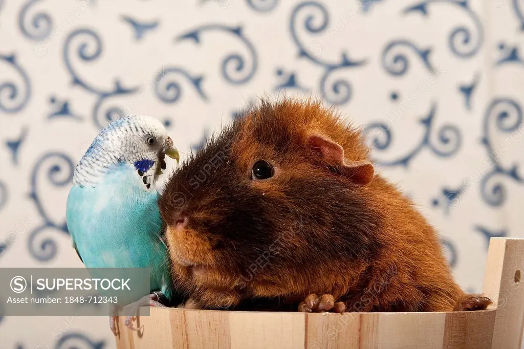 Blue budgerigar, budgie, and US teddy guinea pig in a small tub