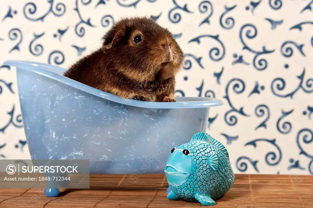 US teddy guinea pig in mini bathtub, next to a little plastic fish
