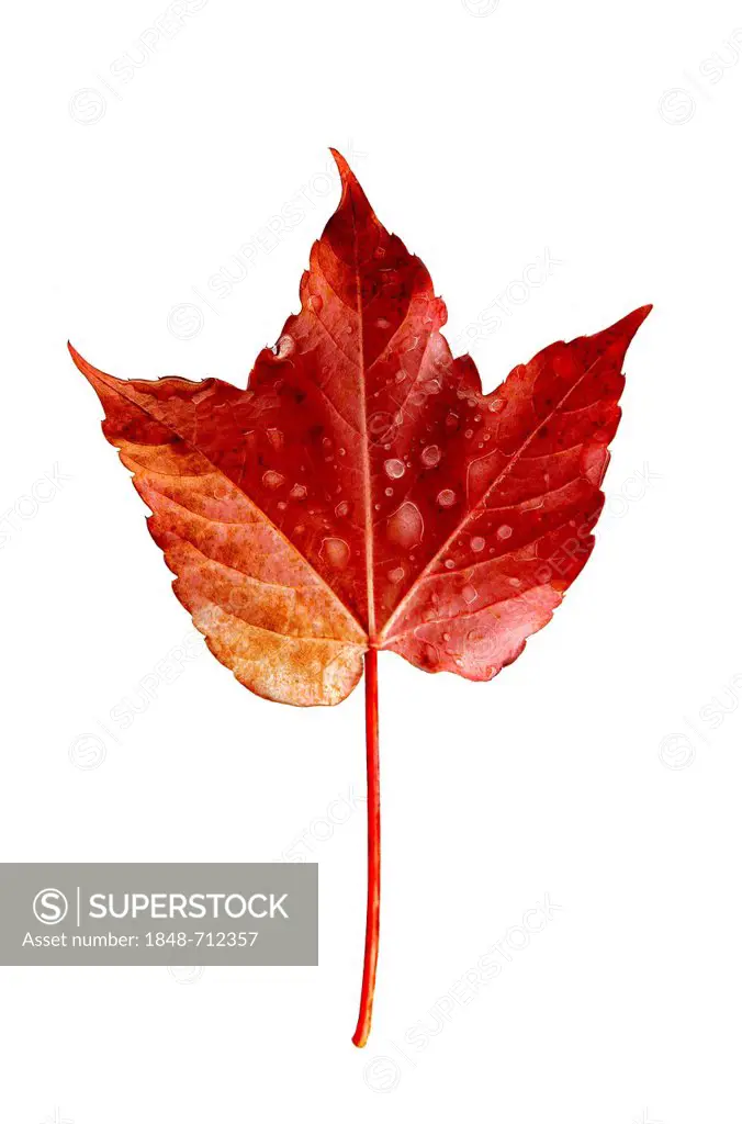 Vine leaf, Japanese creeper, Boston ivy, Grape ivy, or Japanese ivy (Parthenocissus tricuspidata), red autumn leaf with water drops