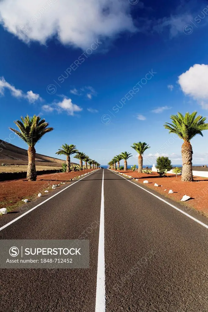 Straight road lined with palm trees near Uga, Lanzarote, Canary Islands, Spain, Europe