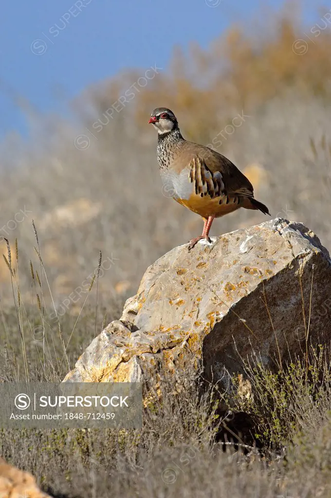 Red-legged partridge (Alectoris rufa), Andalusia, Spain, Europe