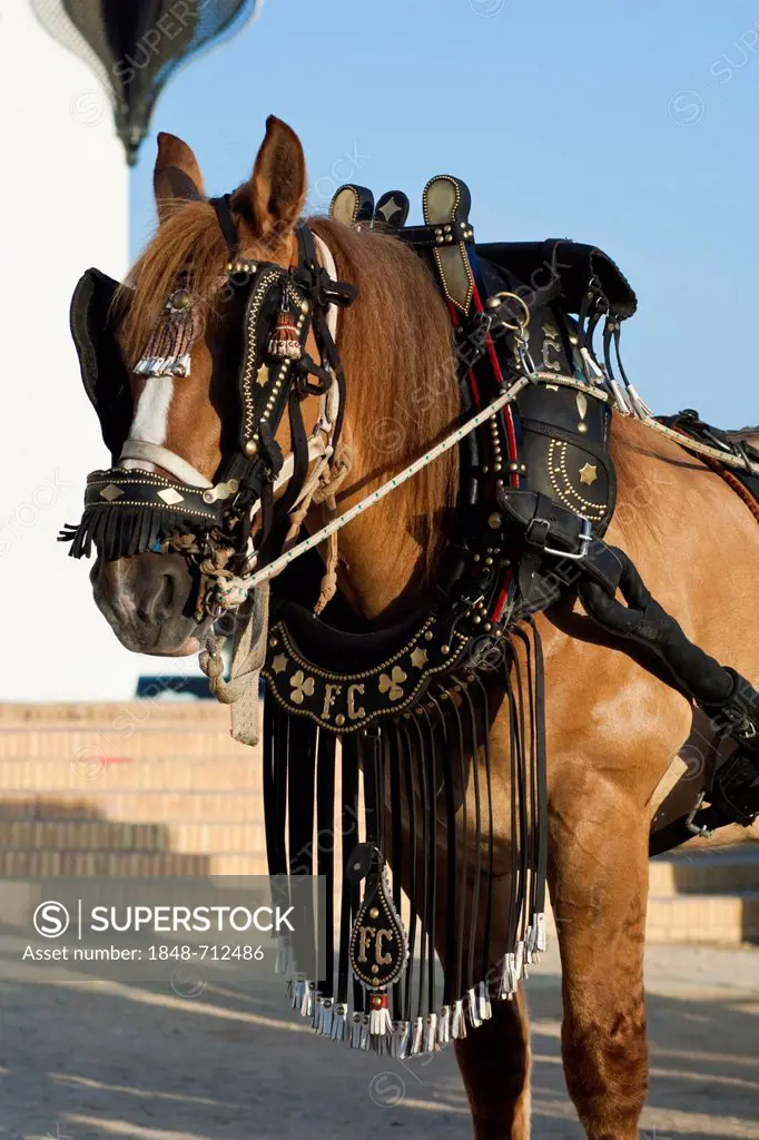Andalusian horse in harness, El Rocio, Almonte, Huelva province, Andalusia, Spain, Europe