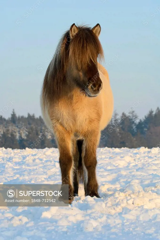 Icelandic Horse, mare in the snow, Schnaitsee, Bavaria, Germany, Europe