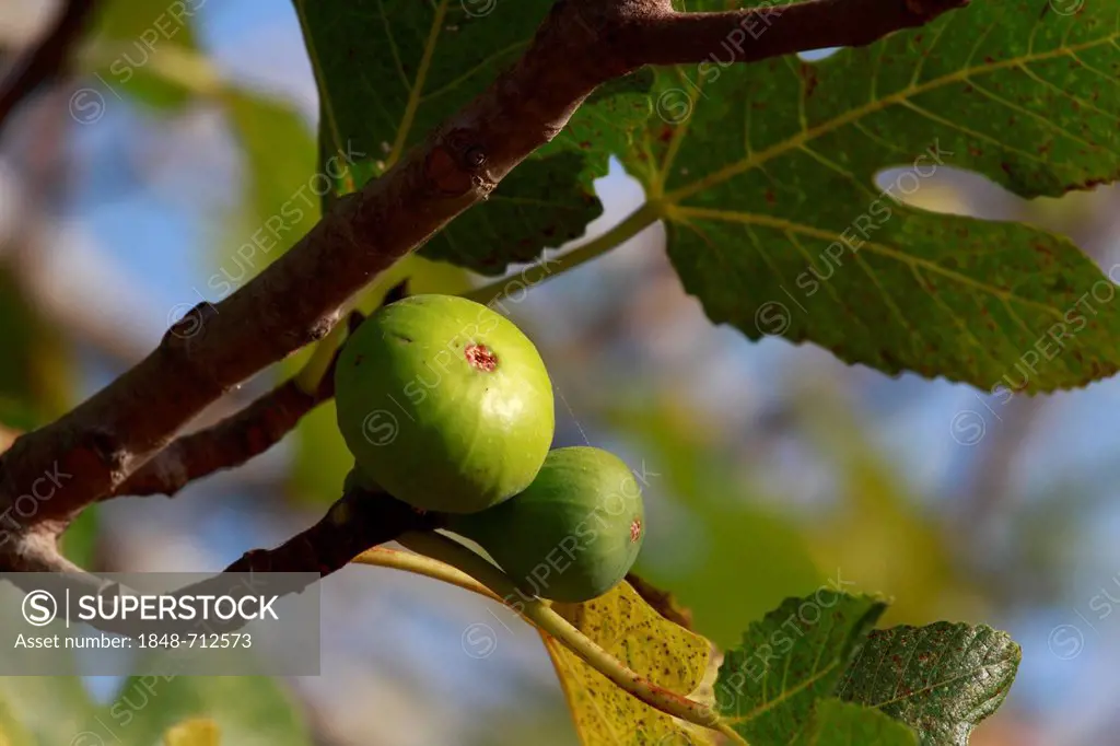 Figs on branch of Fig tree (Ficus), Ibiza, Balearic Islands, Spain, Europe