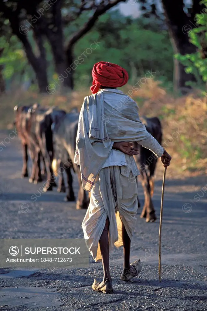 Cattle herdsman wearing a red turban, near Udaipur, Rajasthan, North India, India, Asia