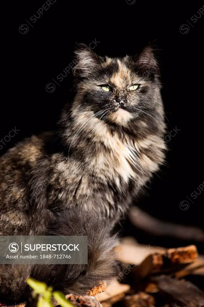 Domestic Cat, three-coloured, sitting, North Tyrol, Austria, Europe