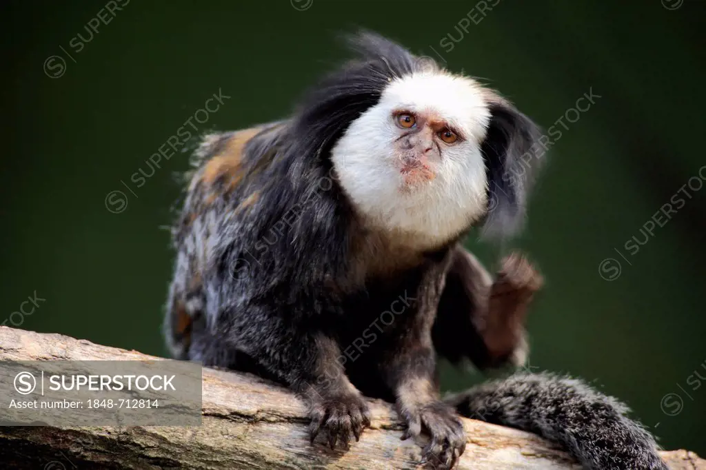 White-headed marmoset, Tufted-ear marmoset or Geoffrey's marmoset (Callithrix geoffroyi), adult, tree, captive, Germany, Europe