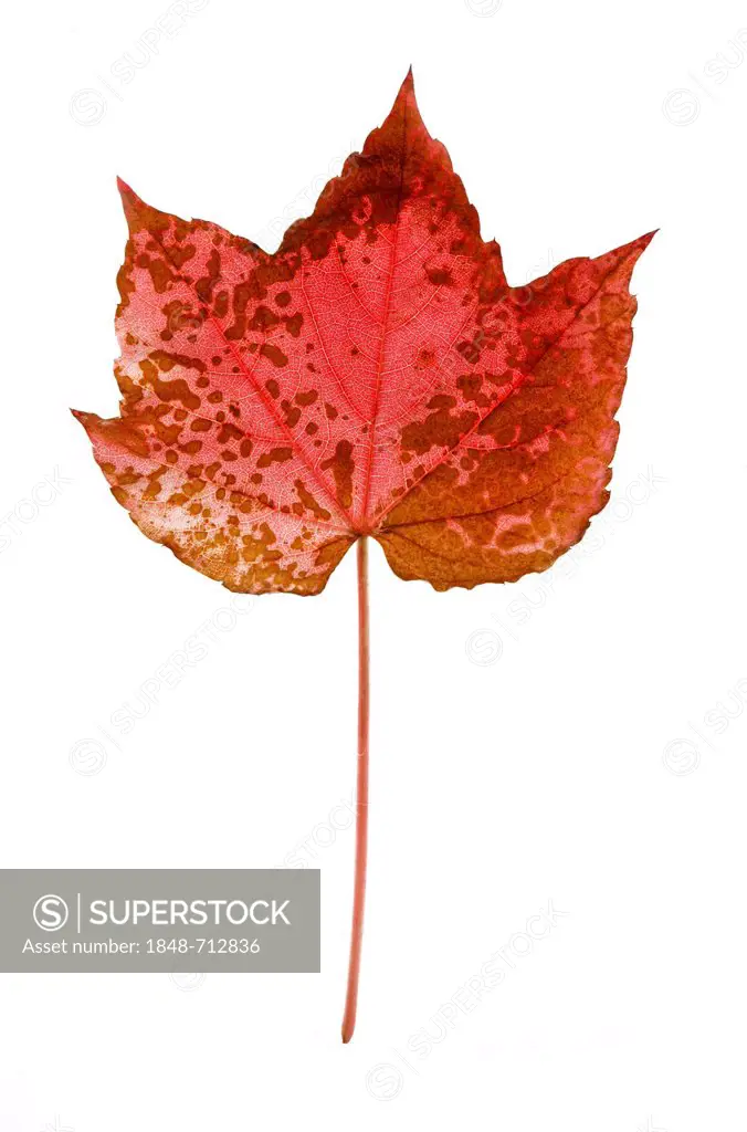 Vine leaf, Japanese creeper, Boston ivy, Grape ivy, or Japanese ivy (Parthenocissus tricuspidata), red autumn leaf with brown spots