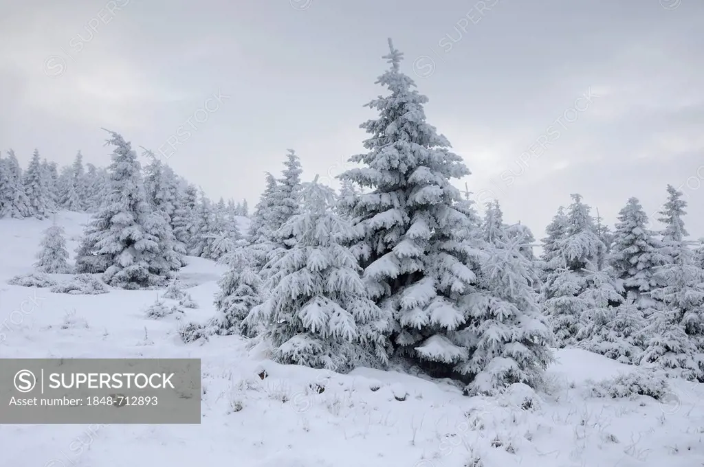 Winter landscape in the Harz, Saxony-Anhalt, Germany, Europe