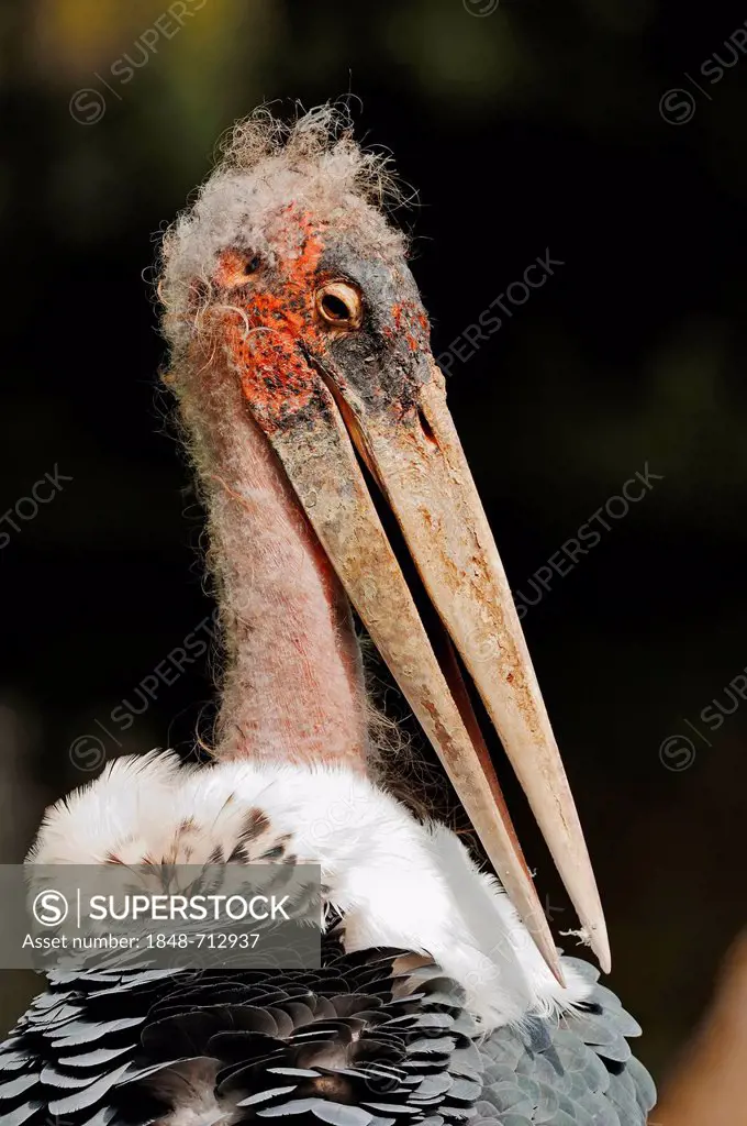 Marabou Stork (Leptoptilos crumeniferus), portrait, native to Africa, in captivity, Germany, Europe