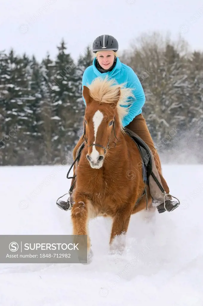 Young woman riding an Icelandic Horse, galloping in the snow