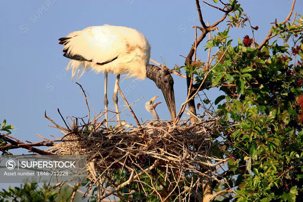 Wood stork (Mycteria americana), adult bird with young, nest, Florida, USA
