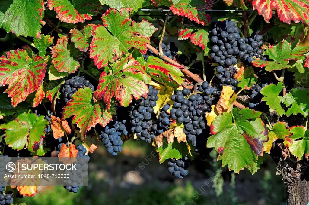 Grapevine (Vitis vinifera), grapes, Pfalz, Palatinate, Germany, Europe