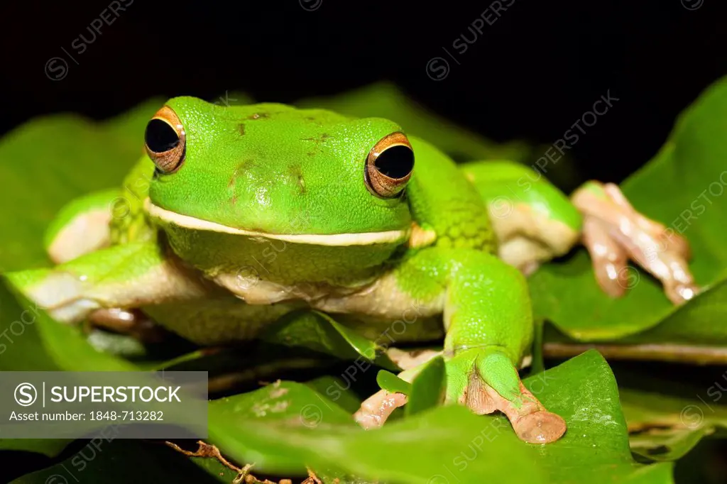 White-lipped Treefrog or Giant Tree Frog (Litoria infrafrenata), rainforest, Iron Range National Park, Cape York Peninsula, northern Queensland, Austr...