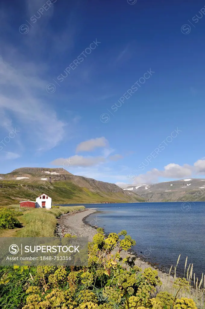 Angelica (Angelica archangelica), old house, Hesteyri, Hesteyrarfjoerður or Joekulfirðir, Hornstrandir hiking paradise, Westfjords, Iceland, Europe