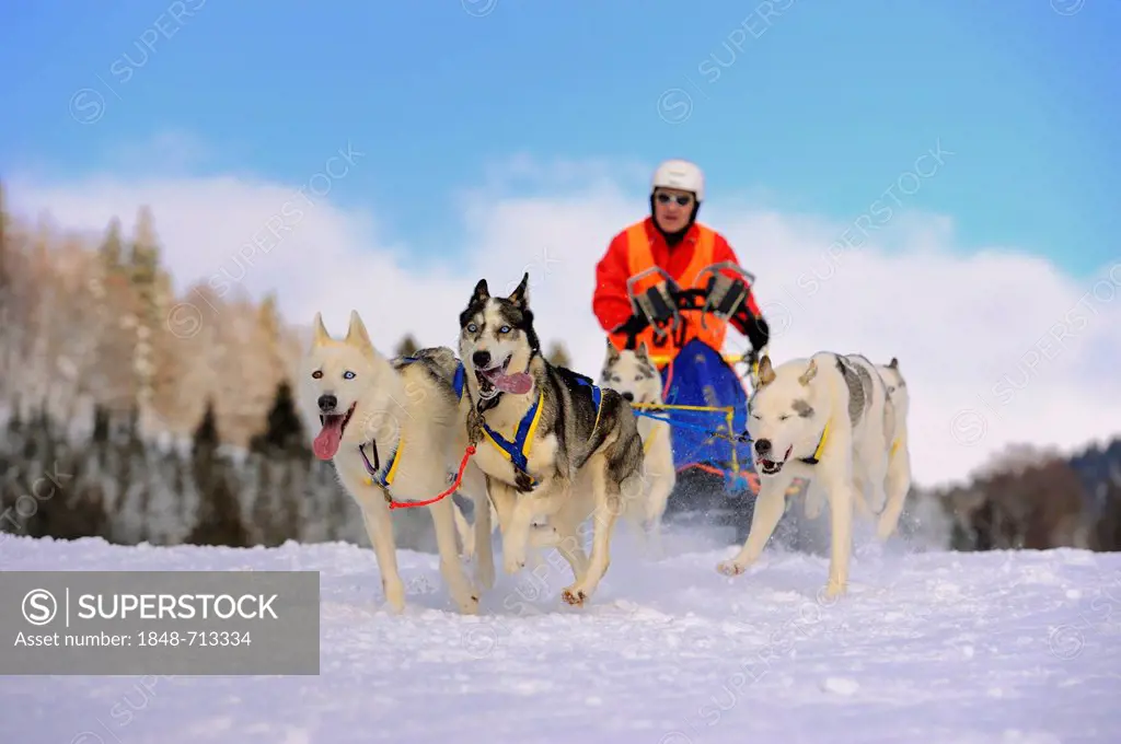 Sled dog team on snow, Unterjoch, Allgaeu, Bavaria, Germany, Europe