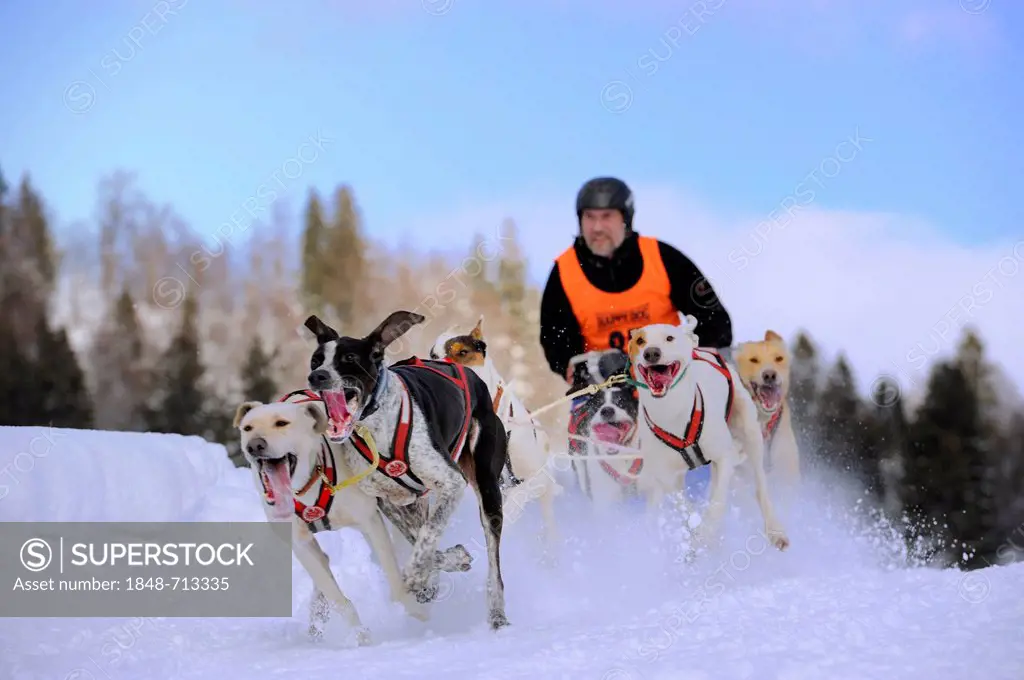 Sled dog team on snow, Unterjoch, Allgaeu, Bavaria, Germany, Europe