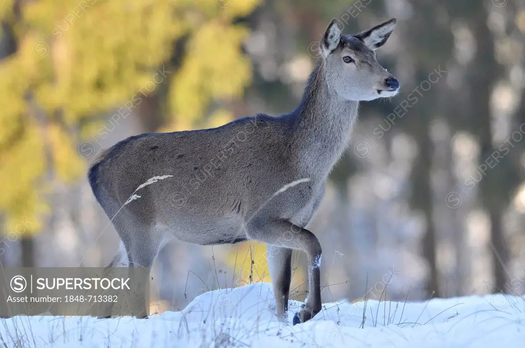 Red deer (Cervus elaphus), doe, hind, winter coat, in snow, state game reserve, Lower Saxony, Germany, Europe, PublicGround