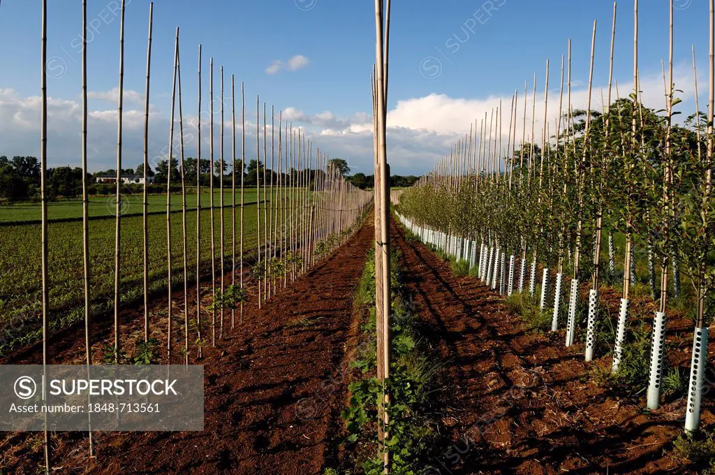 Young oak trees and fruit trees, tied to bamboo poles at a tree nursery, Ettenheim, Baden-Wuerttemberg, Germany, Europe