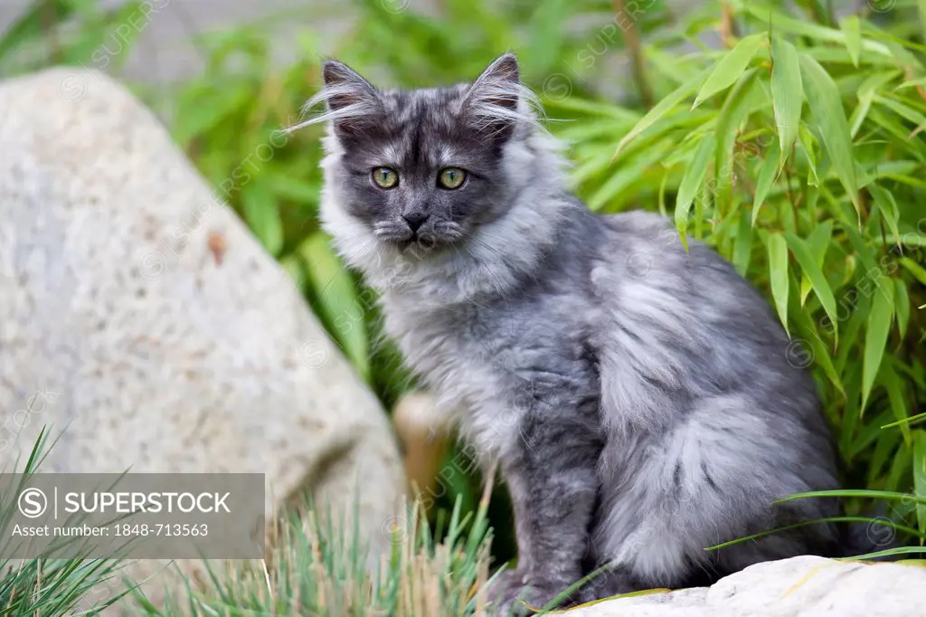 Young Maine Coon cat