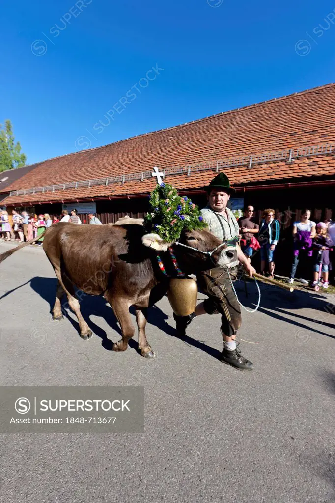 Entry of the decorated cows from the mountain pastures, alps cattle drive, Pfronten, Ostallgaeu, Allgaeu, Bavaria, Germany, Europe, PublicGround