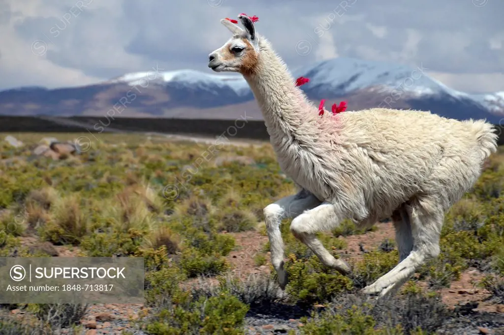 Llama (Lama glama) running on the Altiplano, Andes Mountains, Cuzco, Peru, South America
