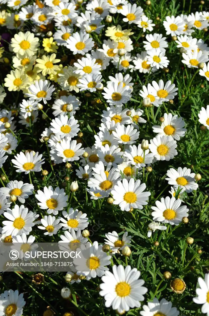 White and yellow Marguerite Daisy or Summer Daisy (Argyranthemum frutescens)