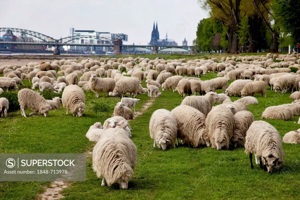 Flock of sheep on the meadows of the Rhine between Cologne-Poll and Cologne with Suedbruecke bridge at back, North Rhine-Westphalia, Germany, Europe
