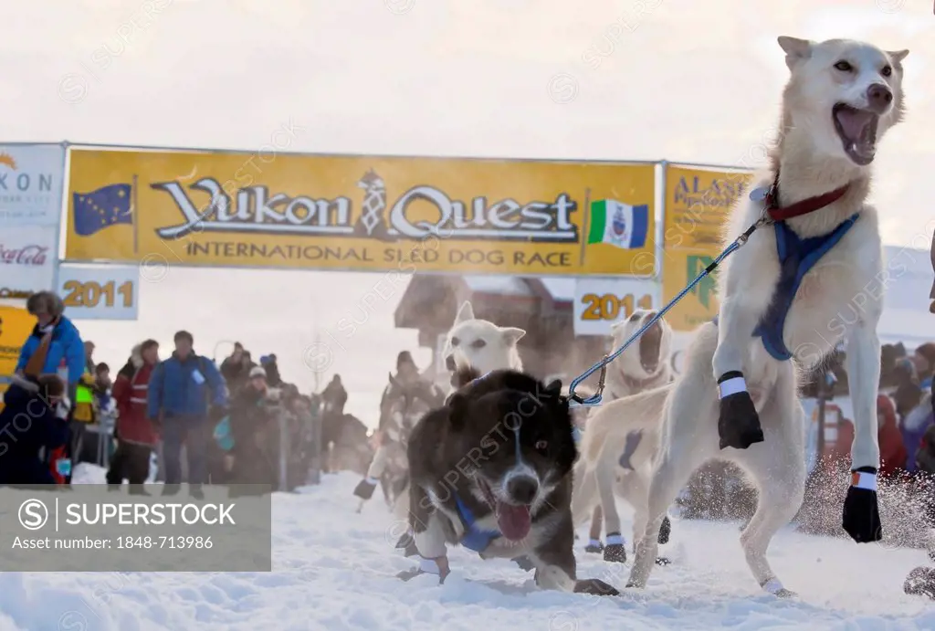 Dog team, sled dog, jumping, excited, leaders, Alaskan Huskies at the start of the Yukon Quest 1, 000-mile International Sled Dog Race 2011, Whitehors...