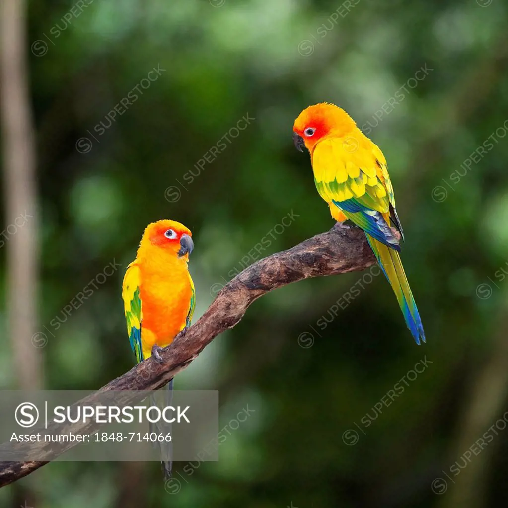 Sun Parakeets (Aratinga solstitialis), South America