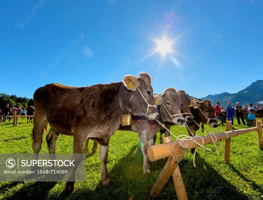 Cows standing on a meadow after arriving at the village, ceremonial driving down of cattle from the mountain pastures, Pfronten, Ostallgaeu district, ...