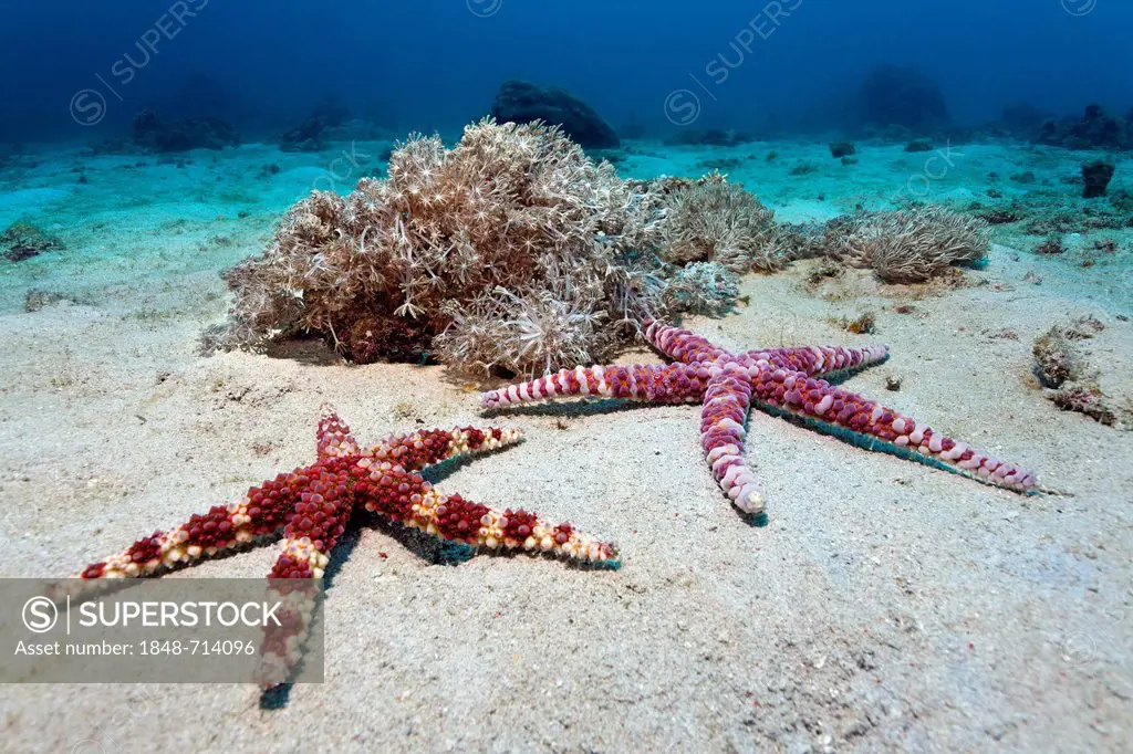 Banded Bubble Starfish or Warty Starfish (Echinaster callosus), Sabang Beach, Puerto Galera, Mindoro, Philippines, South China Sea