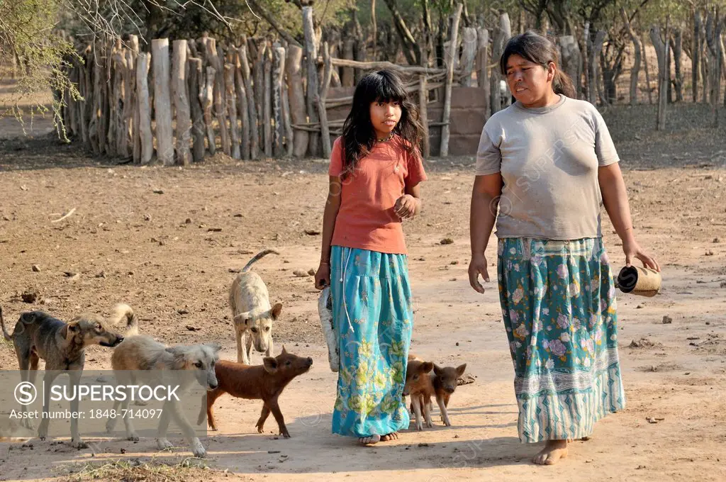 Indigenous girl and woman from the Wichi Indians tribe followed by dogs and piglets in their village, Zapota, Gran Chaco, Salta, Argentina, South Amer...