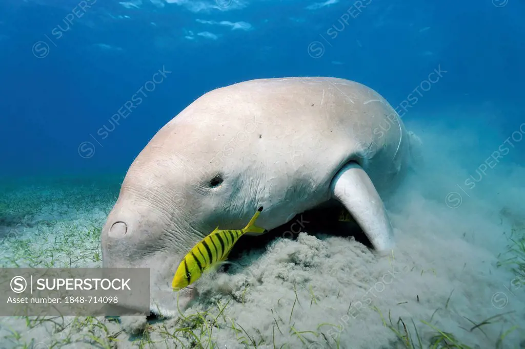 Dugong (Dugong dugon), feeding on sea weed, Golden Trevallys (Gnathodon speciosus), Pilot Fish, Great Barrier Reef, UNESCO World Heritage Site, Queens...