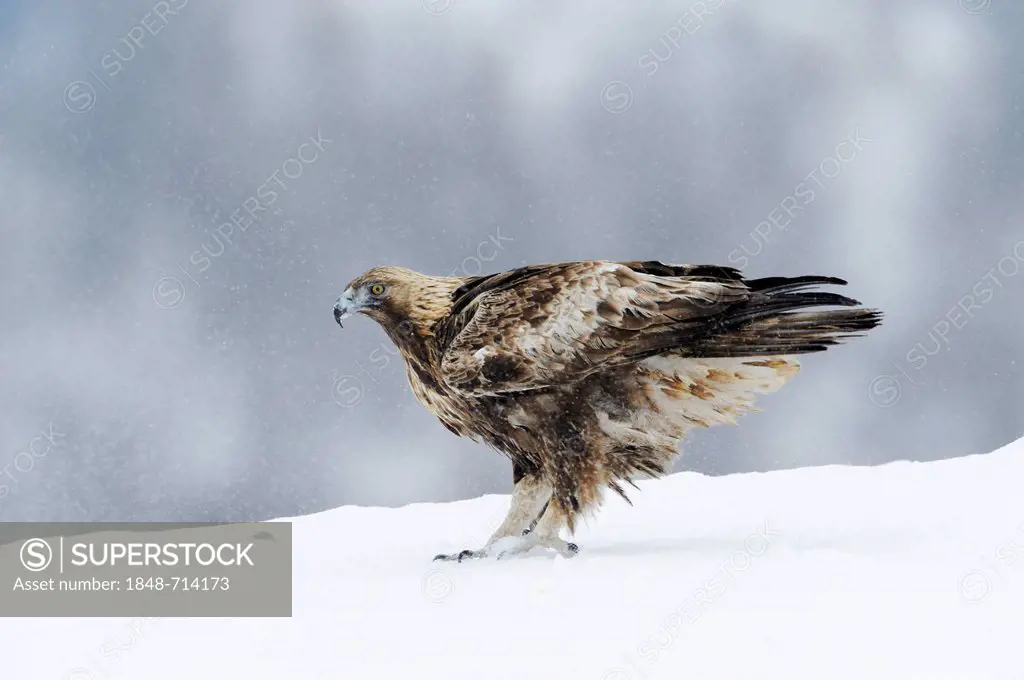 Golden Eagle (Aquila chrysaetos), during snowfall, Sinite Kamani Nature Park, Bulgaria, Europe