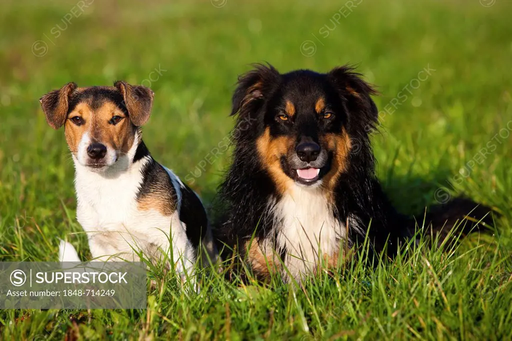 Jack Russell Terrier and Australian Shepherd sitting in a meadow, northern Tyrol, Austria, Europe