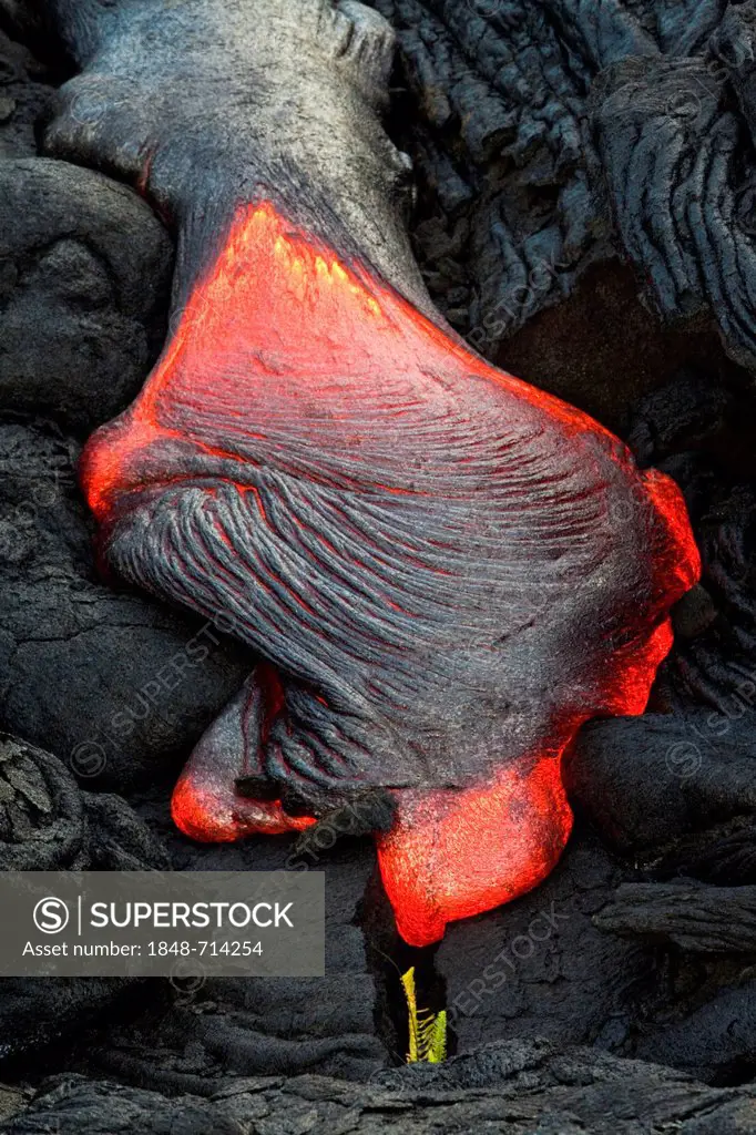 Viscous Pahoehoe lava flowing from rifts in the East Rift Zone towards the sea, lava field at the Kilauea shield volcano, Volcanoes National Park, Kal...