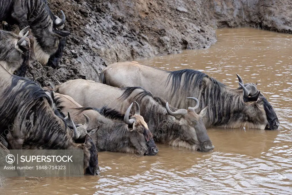 Blue or Common Wildebeest (Connochaetes taurinus), drinking water on the Mara River, Masai Mara, Kenya, East Africa, Africa