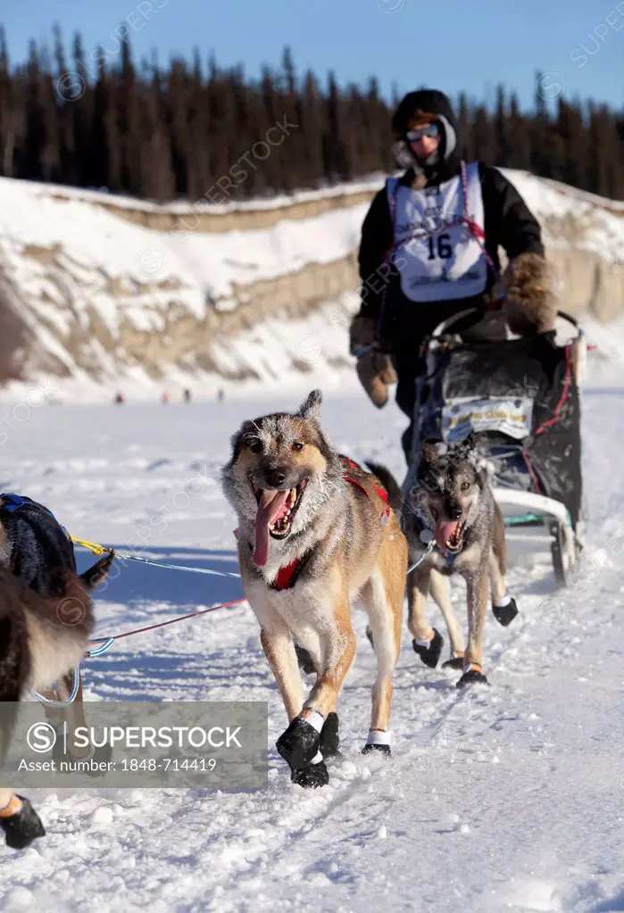 Running dog team, sled dogs, mushing, Alaskan Huskies, young First Nation musher Josh Cadzow at the start of the Yukon Quest 1, 000-mile International...