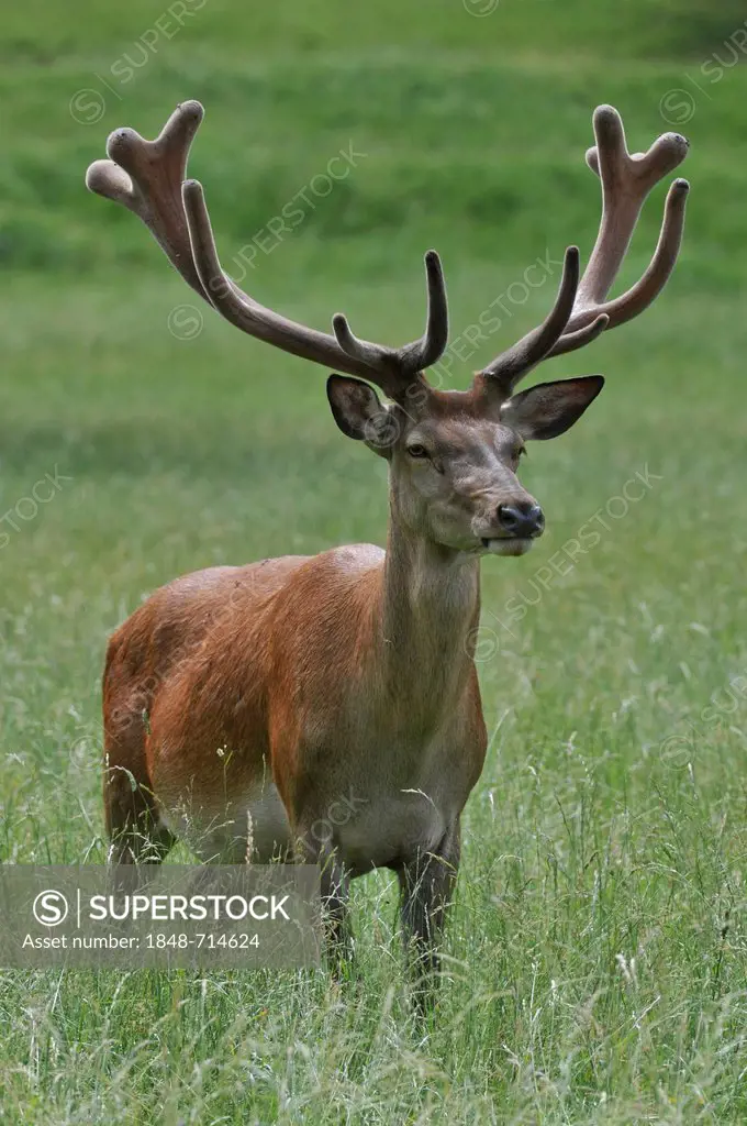 Red deer (Cervus elaphus), stag in velvet, state game reserve, Lower Saxony, Germany, Europe, PublicGround